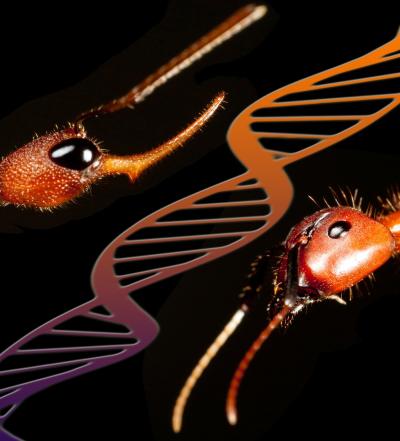 A Tale of 2 Ant Genomes (6 of 6)