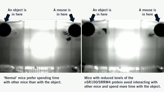 A Drop in nSR100 Protein Levels Causes Autistic-Like Behavior in Mice