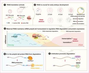Fine-tuning mRNA tails: How maternal PAN2 safeguards early embryo development