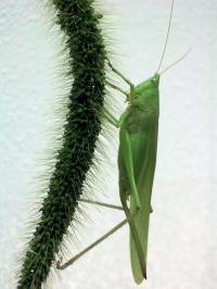 Katydid (N. Triops)