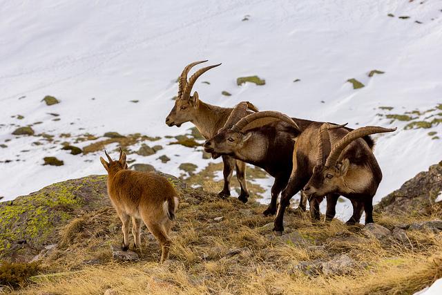 Countries in Europe with the Richest Biodiversity Do Not Always Receive More Funding
