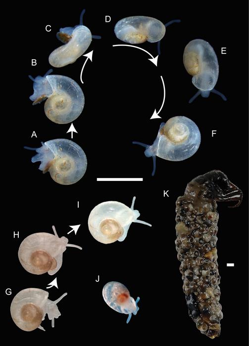 Live specimens of Cyllena hermes