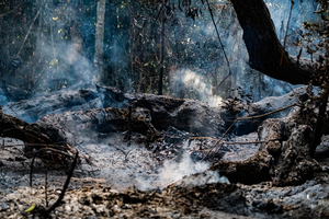 Downed trees left smoldering after succumbing to a forest fire