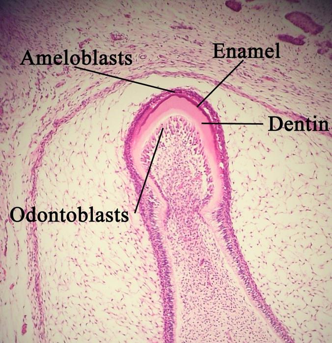 Ameloblasts and enamel during the bell stage of tooth development