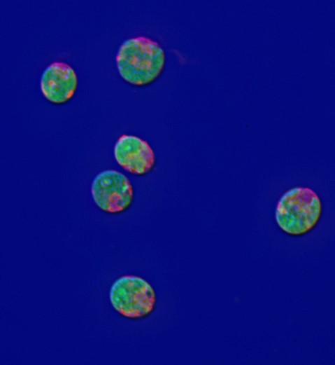 Microalgae