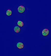 Microalgae