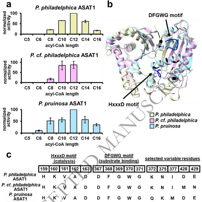 Physalis ASAT1 in vitro biochemical and structural characterization.
