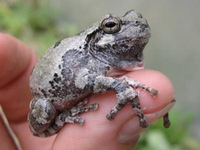 Amphibian (2 of 2)