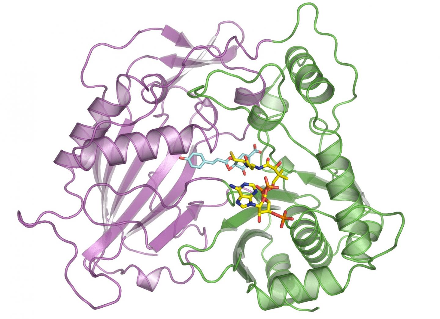 Berkeley Lab and Joint BioEnergy Institute Scientists Harness Enzyme for Cheaper Biofuels