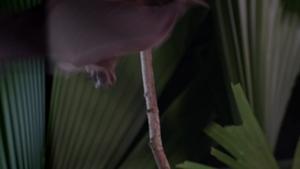 A fringe-lipped bat munching on a tungara frog