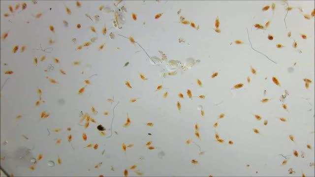 Red Copepods of Winter