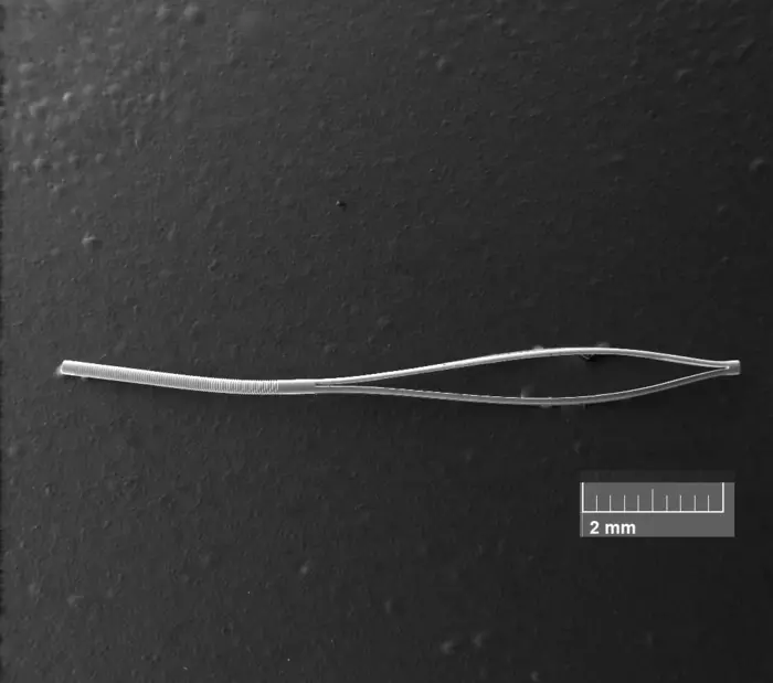 Scanning electron microscopy image