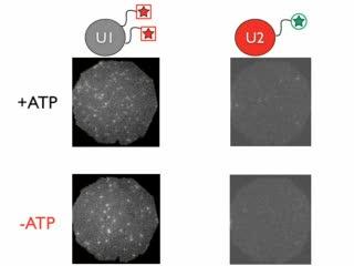 A Window to Spliceosome Assembly (3 of 4)