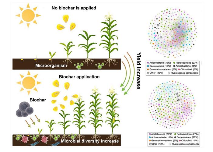 Improving the stability of black soil microbial communities through long-term application of biochar to optimize the characteristics of DOM components
