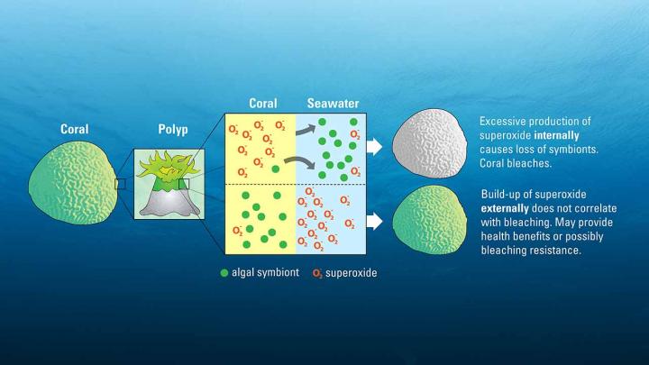 Superoxide Illustration