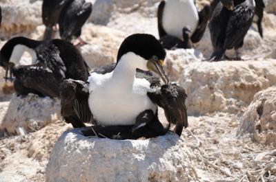 Imperial Cormorant