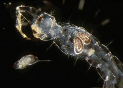 Chaoborus Hunts Daphnia