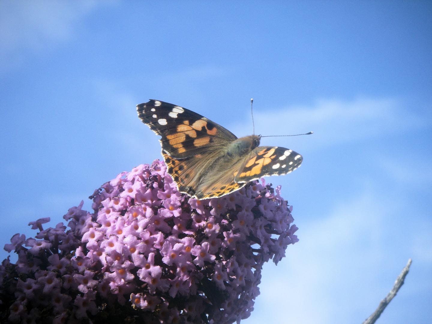 Painted Lady