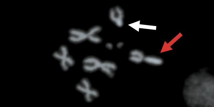 Cheating’ X chromosome