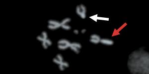 Cheating’ X chromosome