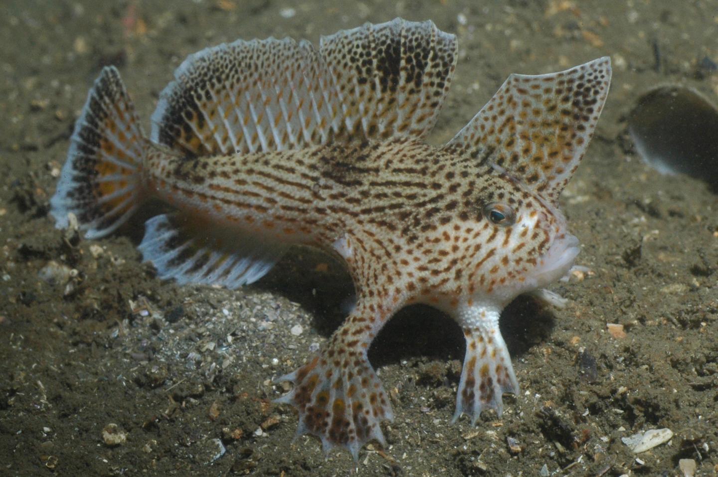 <i>Brachionichthys hirsutus</i>