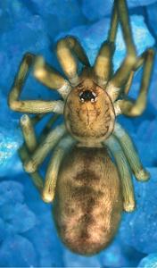 Pikelinia floydmuraria, male paratype.
