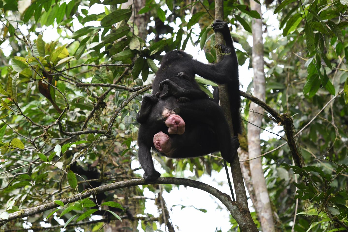 Female Bonobos