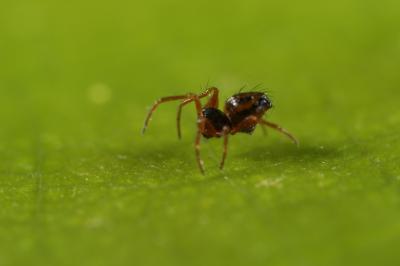 <i>Crassignatha danaugirangensis</i> (2 of 2)