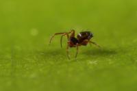 <i>Crassignatha danaugirangensis</i> (2 of 2)