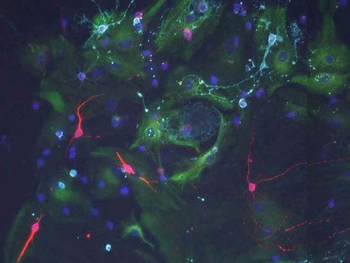 Stem Cells