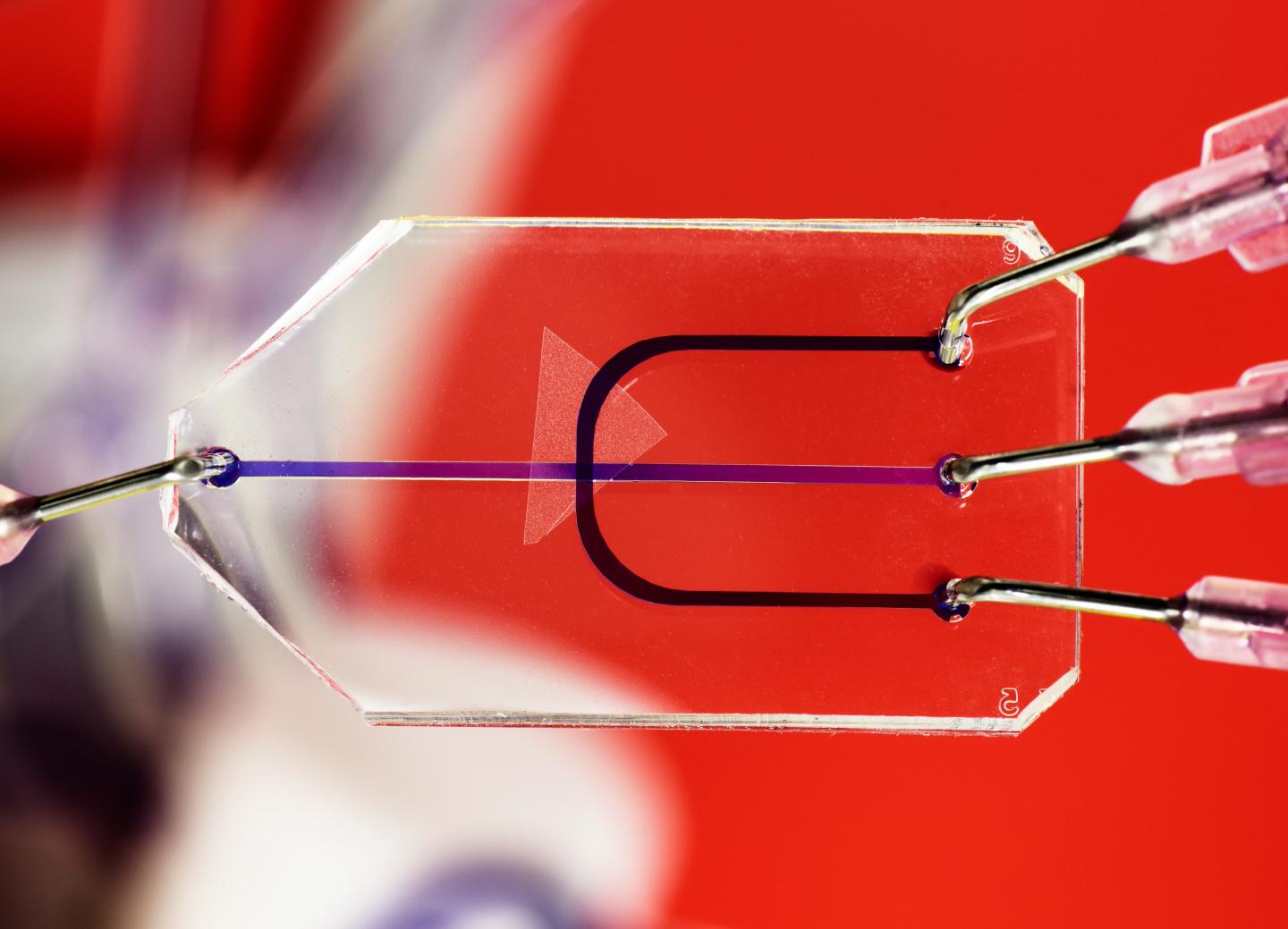 Organ-on-a-chip