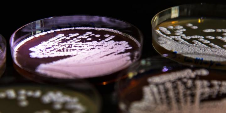 Antibiotic Resistance