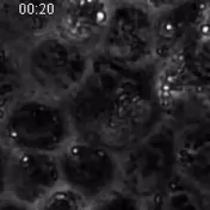 Cell extrusion