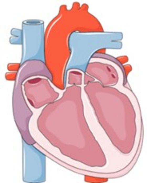 Exploring the underlying cause of heart failure