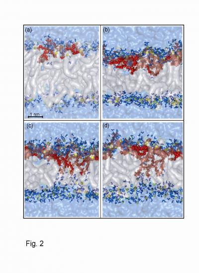 Cell Piercing Peptides