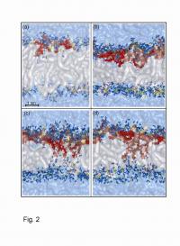 Cell Piercing Peptides