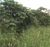 Year 1_ edge between coffee pulp and control plot. Credit Rebecca Cole.