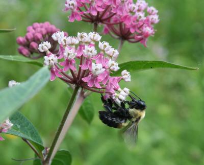 Biodiversity Can Promote Survival on a Warming Planet