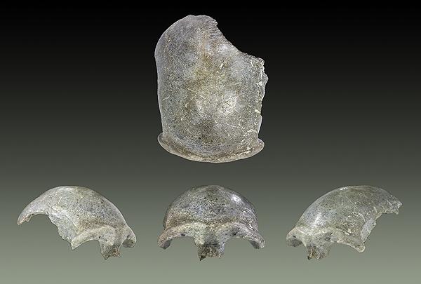 Salkhit Skullcap