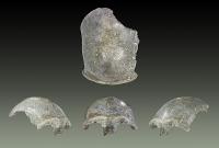 Salkhit Skullcap