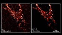 Salk science image