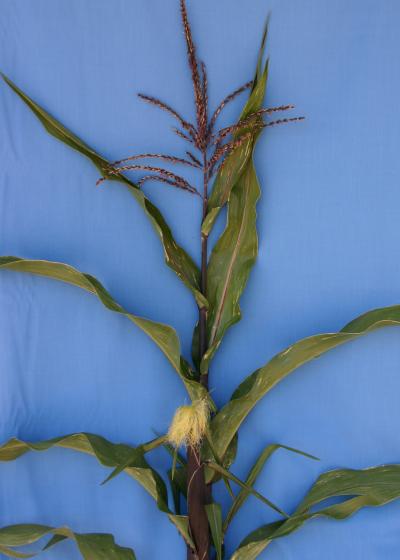 Purple Corn