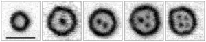 X-ray microscopy images of the magnetization textures