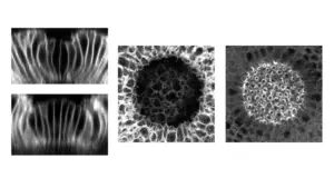 Re-engineering force-regulating proteins inside cells to control their behavior with specific wavelengths of light.