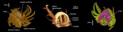 Virtual Dissection Images