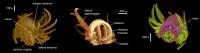 Virtual Dissection Images