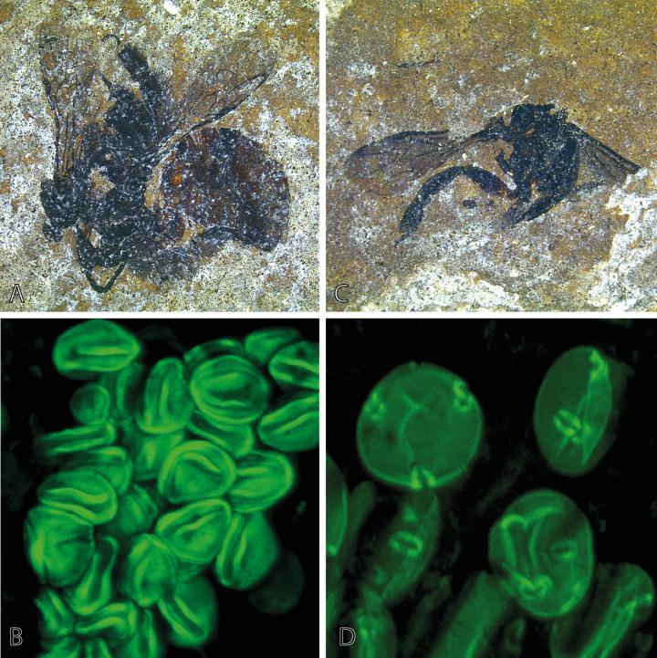 Fossilized Bees