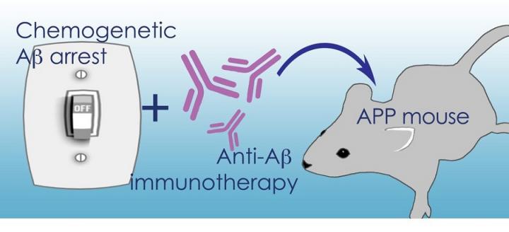 Treating Alzheimer's Disease with Two Complementary Approaches for Amyloid Reduction.