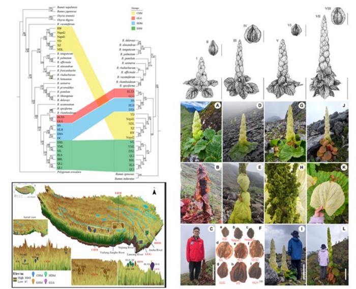 Phylogenetic relationships, geographic distributions, and morphological differences among the four Rheum species (From left to right in the right figure: R. lushiense, R. hengduanense, R. nobile s. str. and R. zhengyii)