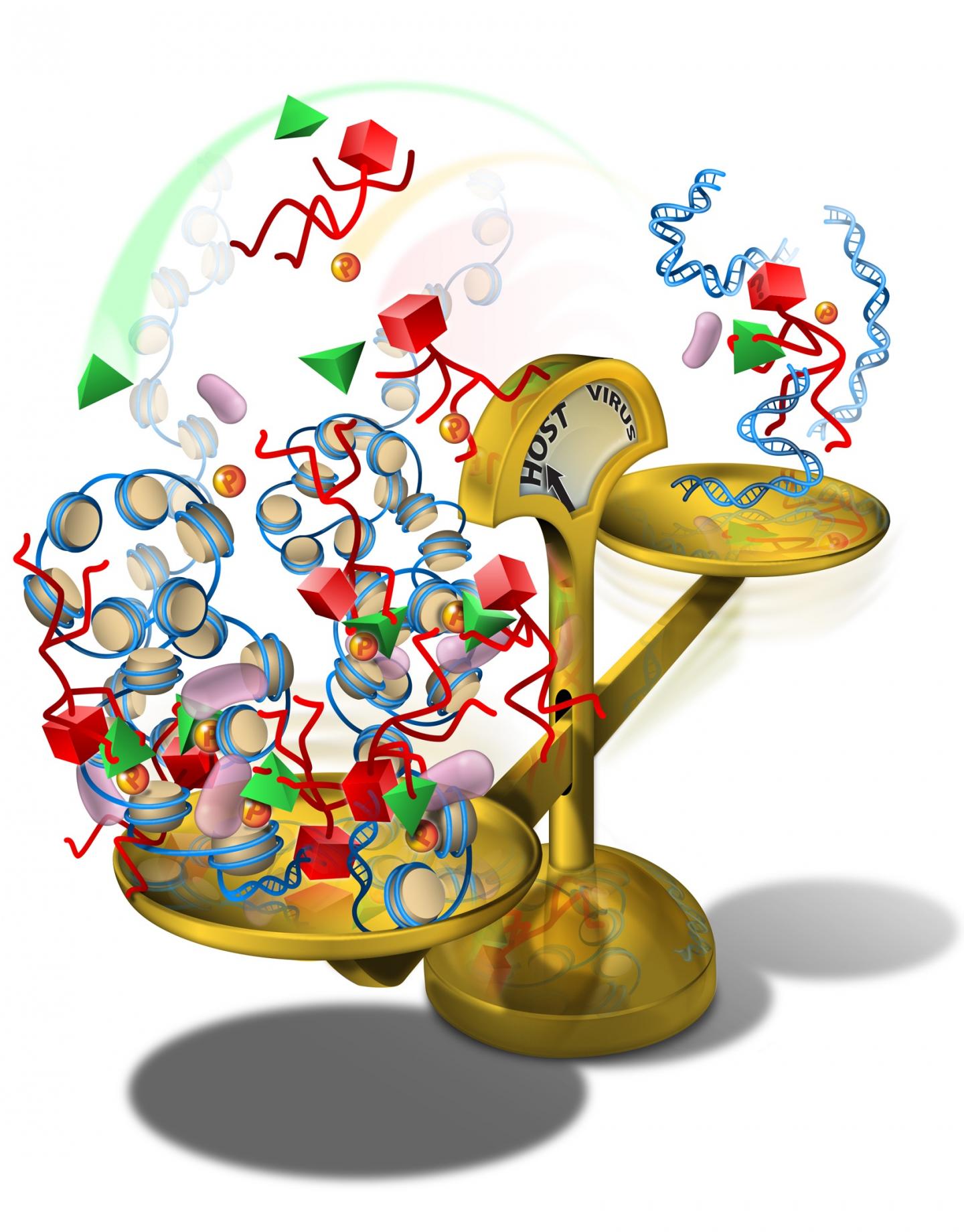 Salk Institute Shows How DNA Repair Proteins Distinguish DNA Breaks at Cellular and And Viral Genome